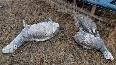  الشرطة تحقق في الجريمة ..من قتل الخرفان الثلاثة؟ 