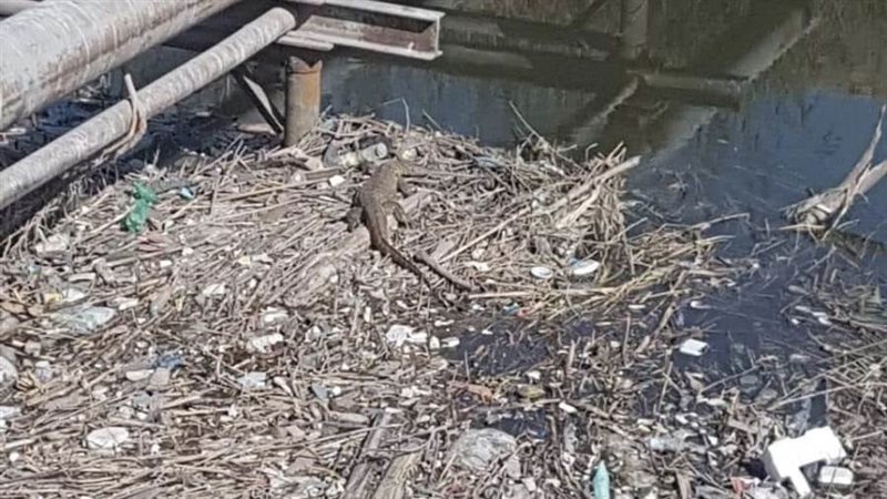 تمساح يثير الرعب