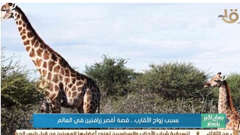 اقصر زرافتين في العالم