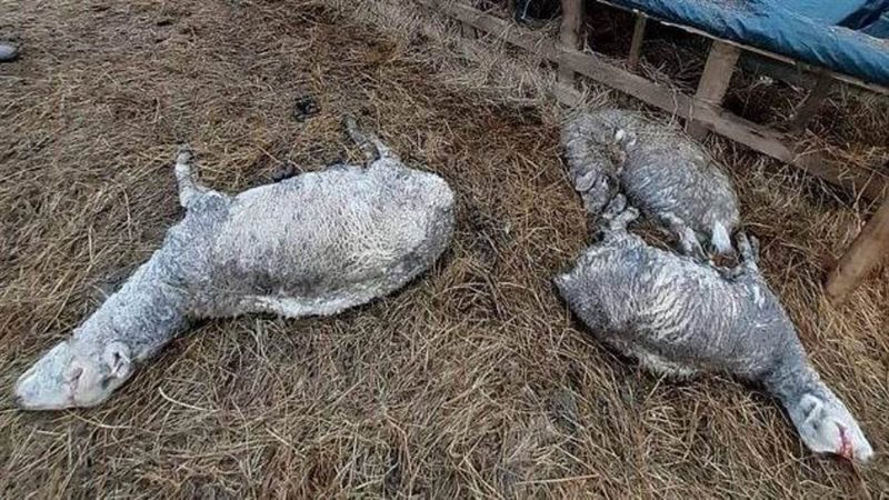 الخرفان القتيلة