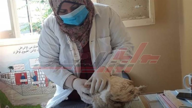 تحصين الطيور