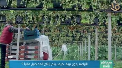 بالفيديو| آخر تطورات الزراعة... مائية بدون تربة