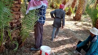 مكافحة وعلاج سوسة النخيل بقرية القصر بمدينة الداخلة  بالوادي الجديد