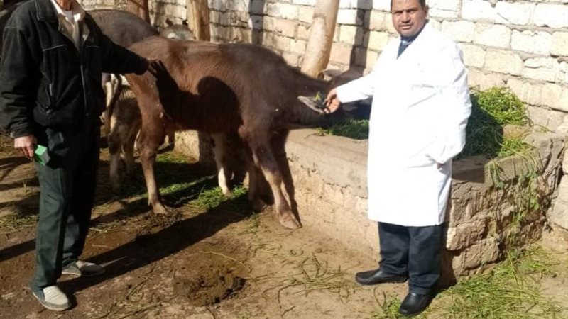 حملات الطب البيطرى