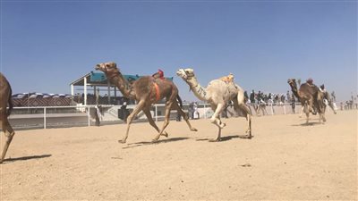 جنوب سيناء تنظم بطولة محلية لسباق الهجن بمشاركة 17 محافظة بعد غد 