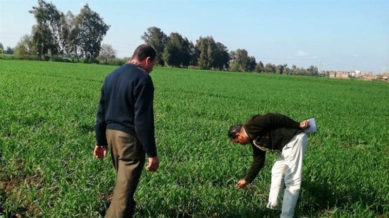 متابعة زراعة القمح