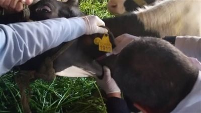 الطب البيطري: علاج مليون و376 ألف حيوان بالبحيرة