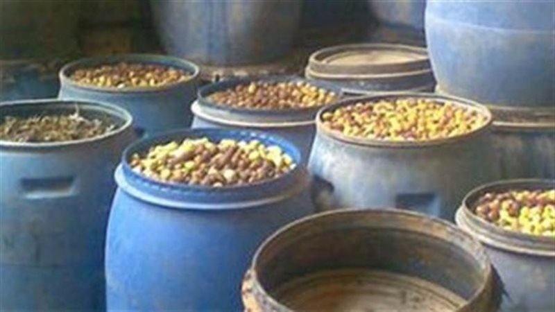 زيتون غير صالحة للاستهلاك