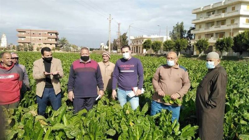 محصول البنجر بالبحيرة