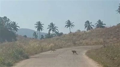  عصابة من 100 قرد تداهم مزرعة لسرقة الطعام  (فيديو وصور)