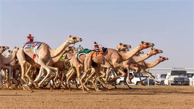 انطلاق المهرجان الثاني للهجن بشرم الشيخ بمشاركة 28 قبيلة في 12 محافظة