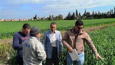 زراعة البحيرة: لا تغيرات أو أمراض على محصول القمح بسبب التقلبات الجوية