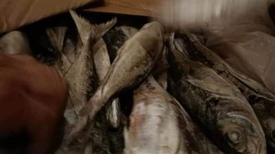 ضبط ٥٠ طن أسماك مجمدة منتهية الصلاحية فى حملة تموينية بكفر الدوار