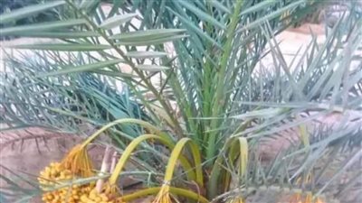 الوادى الجديد تستعد لمهرجان القاهرة للتمور أبريل المقبل بحديقة الأورمان