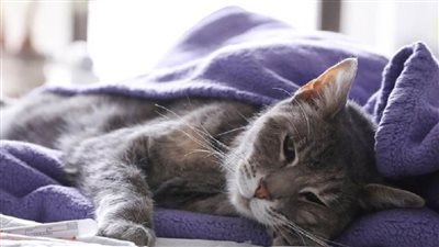 لاتفيا تعلن عن إصابة أول قط بفيروس كورونا