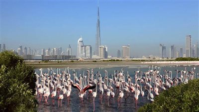 بلدية دبي تحتفل باليوم العالمي للأراضي الرطبة 2021