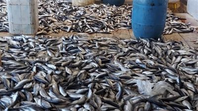 مصادرة 600 كيلو أسماك غير صالحة للاستهلاك الآدمي بالبحيرة