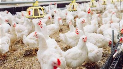 بورصة الدواجن اليوم...36 جنيها للبلدى و33 جنيها للمجمدة 