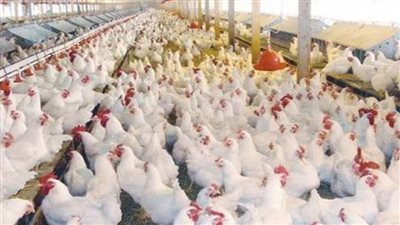 اتحاد منتجي الدواجن يعلن بشرى سارة لصغار المربين 