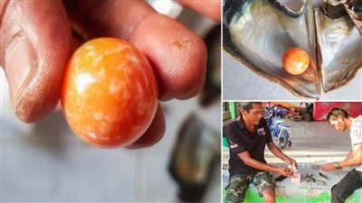 صياد فقير يعثر على  لؤلؤة نادرة قيمتها 5 ملايين جنيه