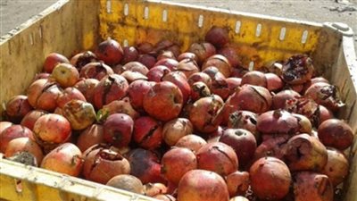 التحفظ على 22 طن فاكهة فاسدة بالإسكندرية