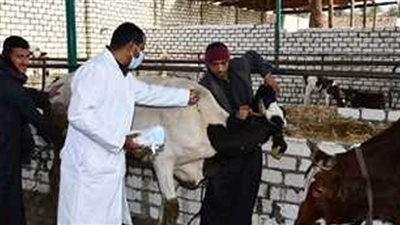 إطلاق الحملة القومية لتحصين الماشية ضد الحمى القلاعية بالفيوم