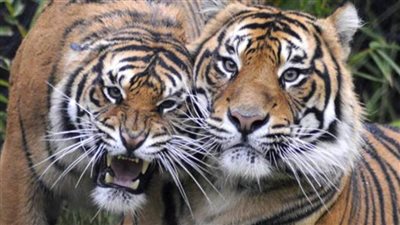 نمران من فصيلة نادرة يهربان ومقتل أحدهما أثناء المطاردة في جزيرة إندونيسية