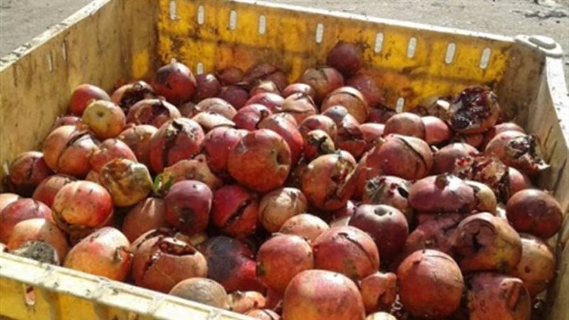 فاكهة فاسدة