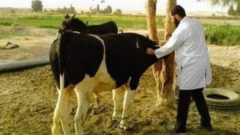 علاج وتحصين المواشي