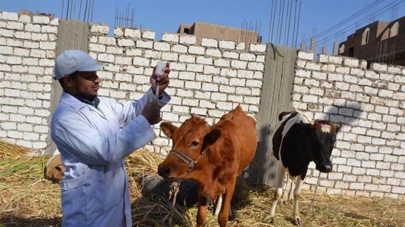 حمله تحصين المواشي