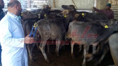 خاص| انطلاق حملات التطعيم لتحصين 35 ألف رأس ماشية بسيدي سالم