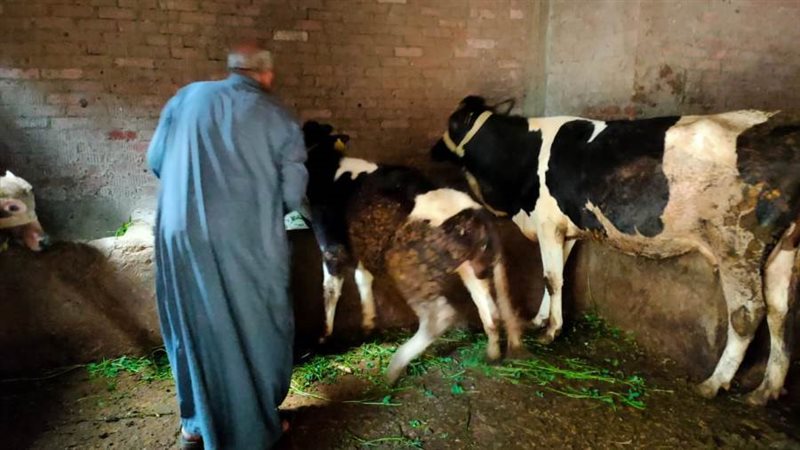 تحصين الماشية