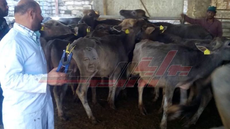 مدير الإدارة البيطرية