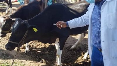 تحصين 3063 رأس ماشية ببنى سويف 