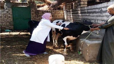 انطلاق الحملة البيطرية ضد الحمى القلاعية والوادى المتصدع بالأقصر