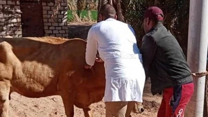 التطعيم ضد الحمي