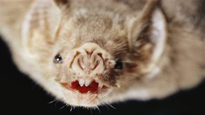 اكتشاف فيروس كورونا جديد مرتبط بـ SARS-CoV-2 في 5 خفافيش