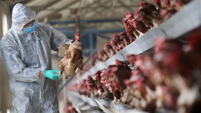 إعلان طوارئ صحية في الجزائر إثر تسجيل بؤرة لأنفلونزا الطيور