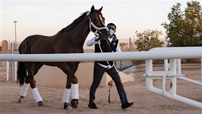 الخيل الأمريكية أولى الجياد الواصلة للرياض للمشاركة في 