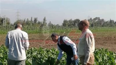 بدء توريد 250 ألف فدان بنجر لمصانع السكر وخلو القمح من الصدأ الأصفر