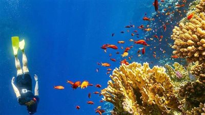 السائح التشيكى ..مصر من أفضل الوجهات السياحية 