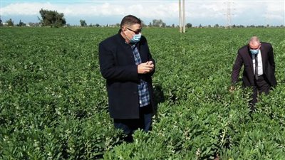 وكيل زراعة البحيرة يتابع زراعات الفول بقرى مركز دمنهور