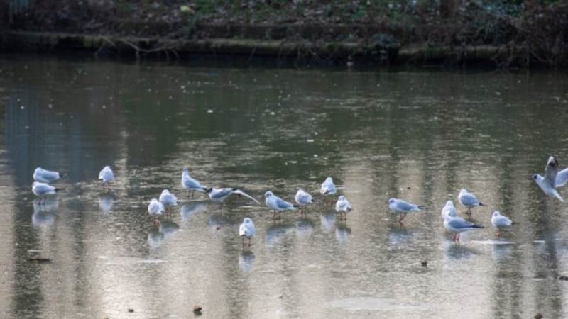 طيور فوق الماء المتجمد