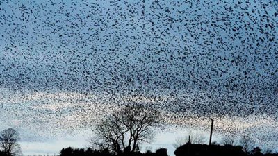 دراسة: الطيور المهاجرة قادرة على قراءة 