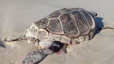 العثور على سلحفتين نافقتين على شاطئ البحر بالعريش.. (صور)