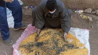 زراعة الشرقية تطلق الحملة القومية لمكافحة القوارض للحفاظ على القمح