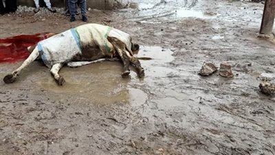 الأمطار تتسبب في صعق 