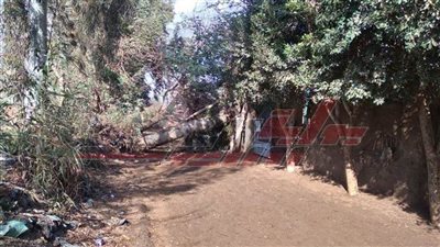 بسبب الطقس السيئ.. إغلاق قرية بالمنوفية سقطت بها أسلاك كهرباء وشجرة