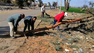 سقوط 10 أشجار بسبب الطقس السيئ في قها