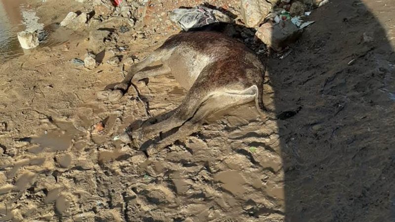 نفوق جمال بسبب ماس